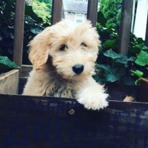 Meet your Posher, Lucy